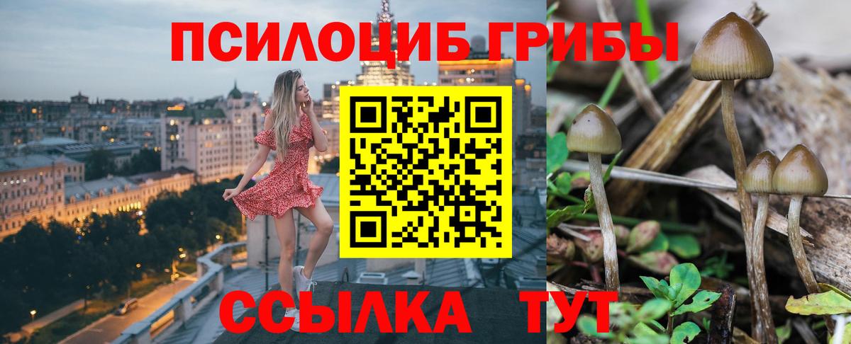 Мирный  Псилоцибиновые грибы Psilocybine cubensis  Вход с VPN 